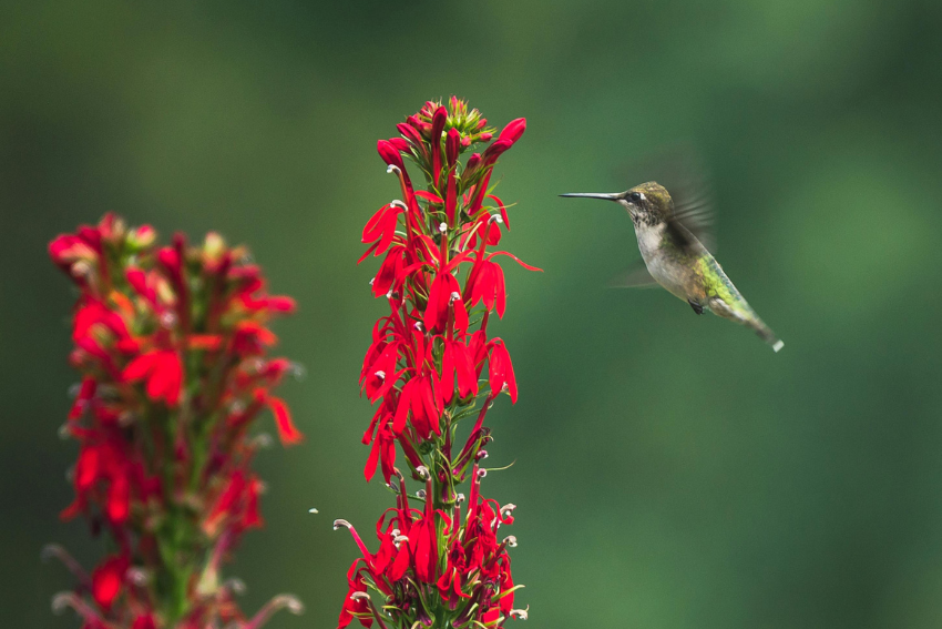12 Native Plants That Do Well in Michigan’s Climate